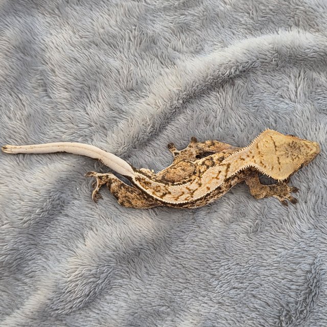 노멀 드리피 핀스트라이프