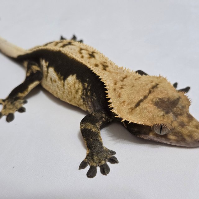 노멀 핀스트라이프 쿼드 다크