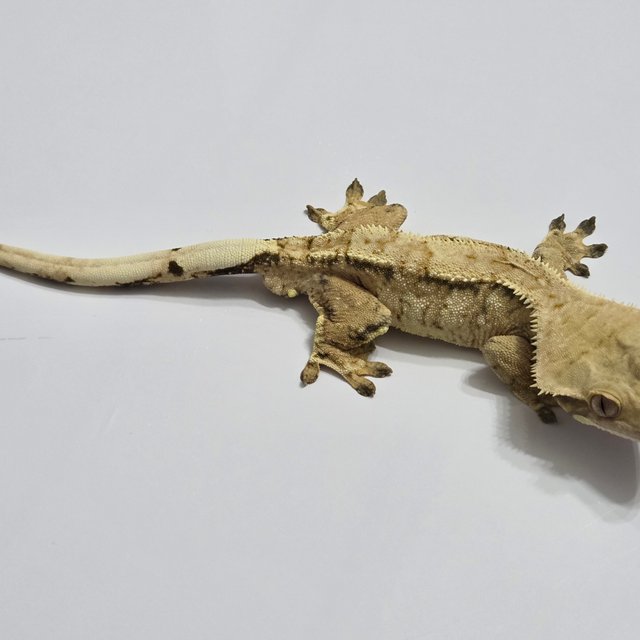 노멀 트라이 익스트림할리퀸 할리퀸