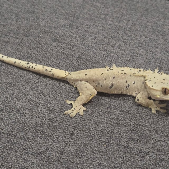 노멀 달마시안 슈퍼달마시안 다크