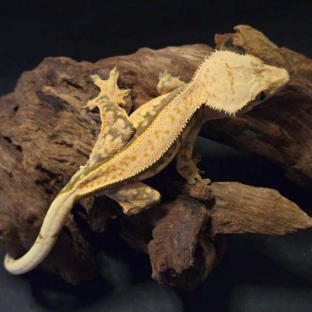 트라이 핀스트라이프