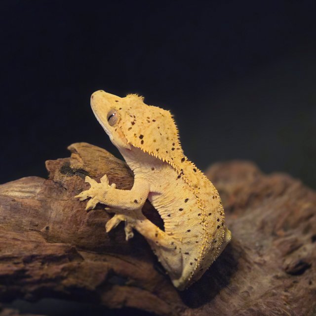 노멀 달마시안 슈퍼달마시안