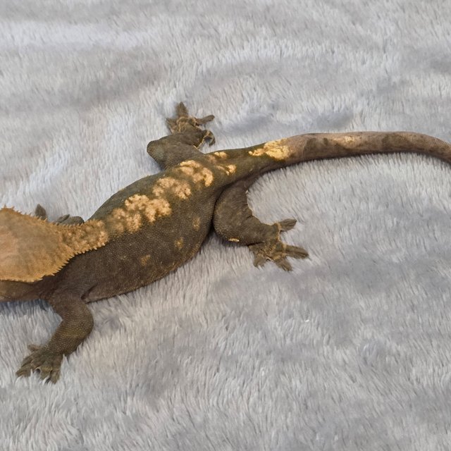 노멀 다크 플레임