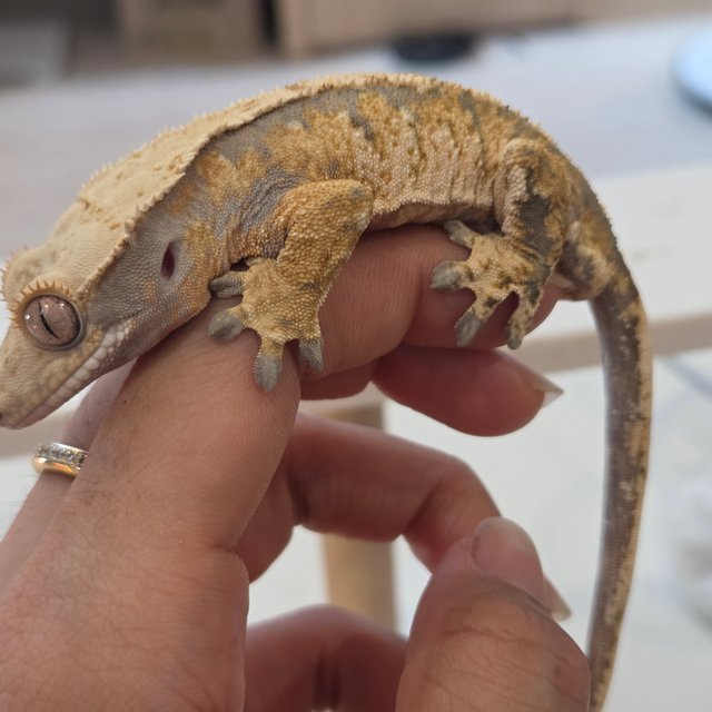 노멀 익스트림할리퀸 화이트스팟 드리피