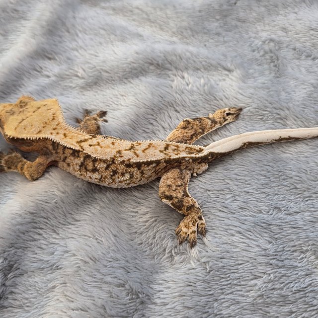 노멀 드리피 핀스트라이프