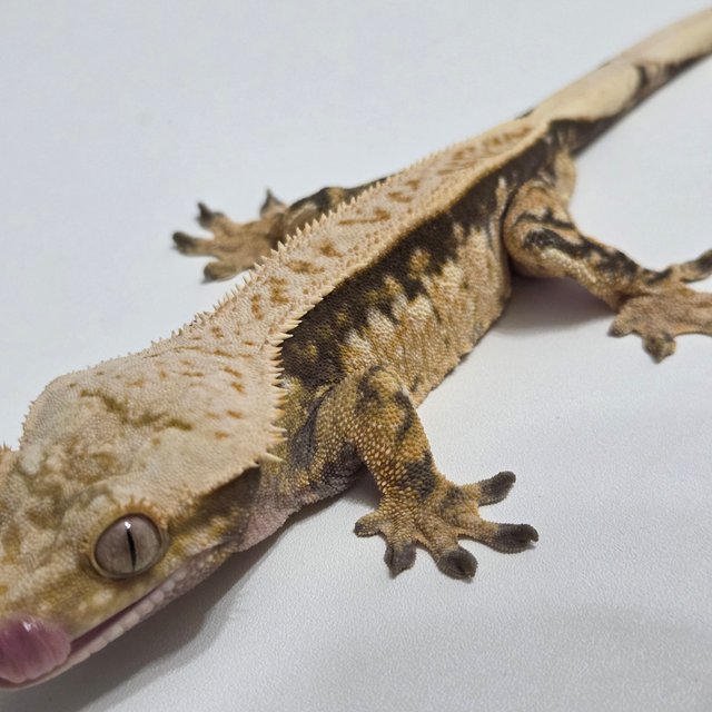 트라이 핀스트라이프