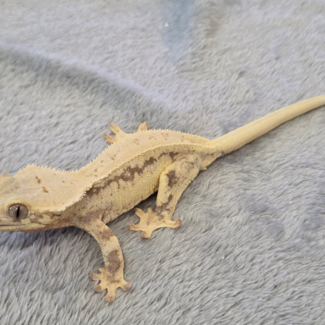 릴리화이트 풀핀