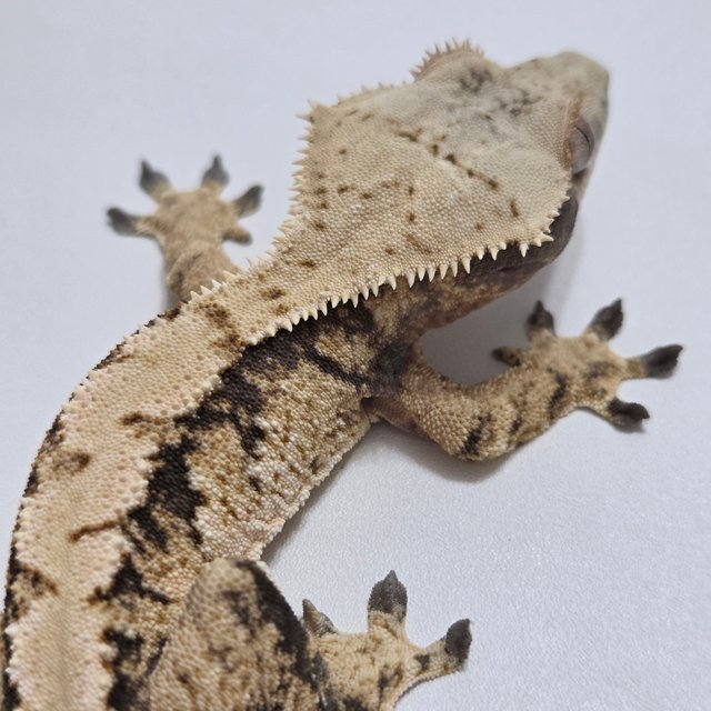 노멀 익스트림할리퀸 화이트스팟 드리피