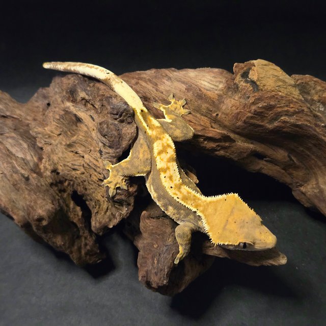 노멀 트라이 익스트림할리퀸 다크