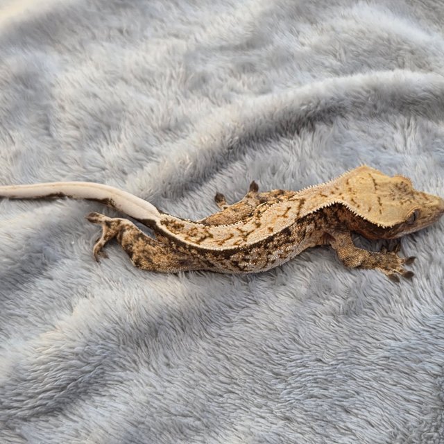 노멀 드리피 핀스트라이프