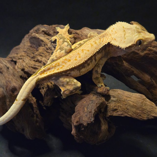 트라이 핀스트라이프