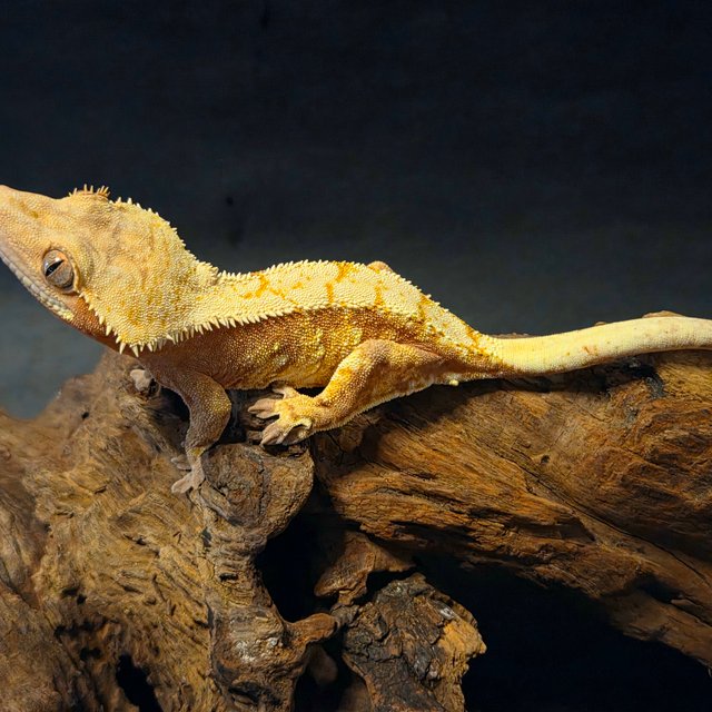 노멀 트라이 익스트림할리퀸 할리퀸 레드