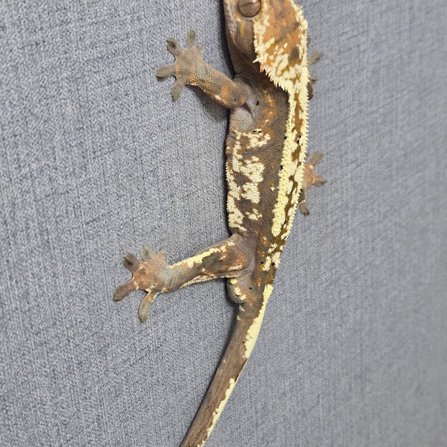 카푸치노 화이트핀