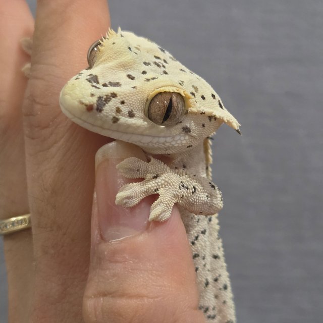 노멀 달마시안 슈퍼달마시안 크림 옐로우