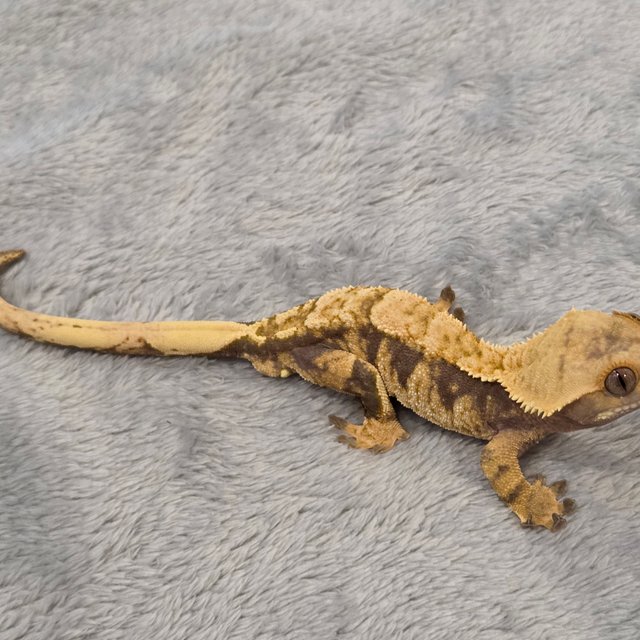 노멀 트라이 익스트림할리퀸 할리퀸