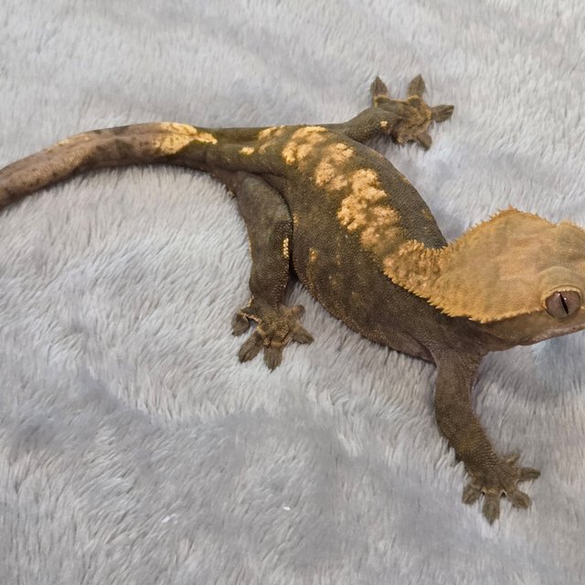 노멀 다크 플레임