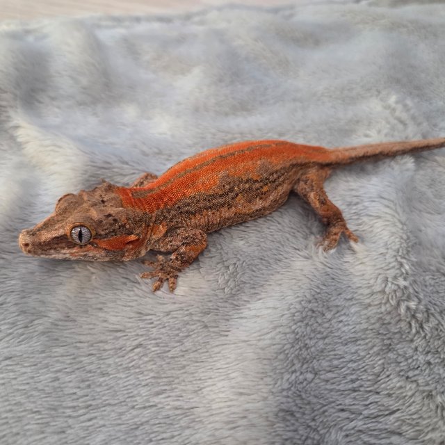 스트라이프 오렌지 레드