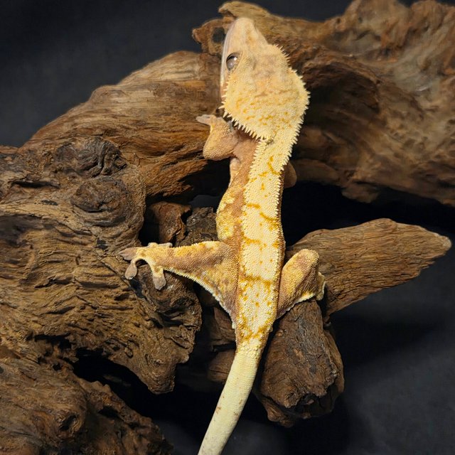 노멀 트라이 익스트림할리퀸 할리퀸 레드