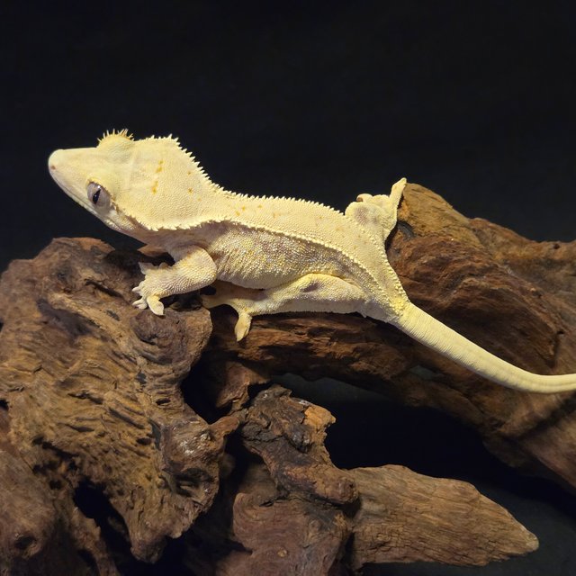 릴리화이트 풀핀