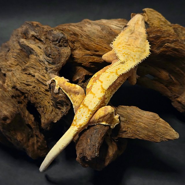 노멀 트라이 익스트림할리퀸 할리퀸 레드