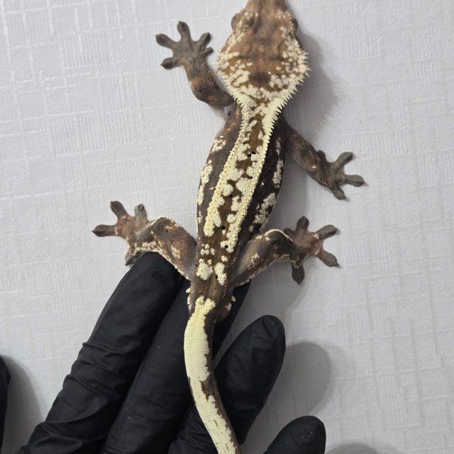 카푸치노 화이트핀