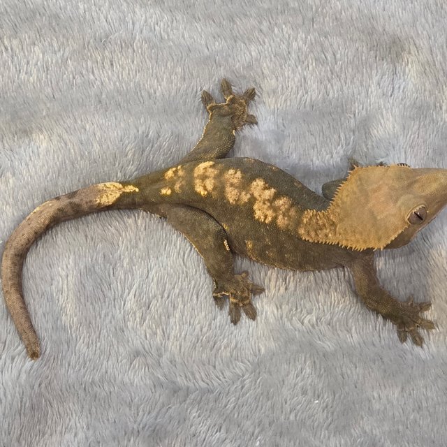 노멀 다크 플레임