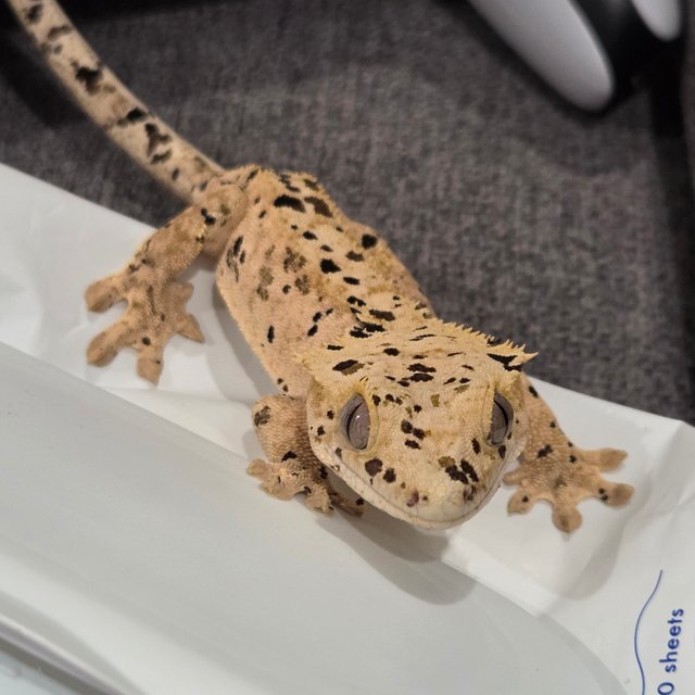 노멀 달마시안 슈퍼달마시안