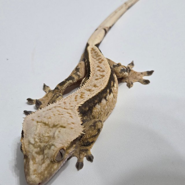 트라이 핀스트라이프