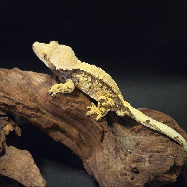 핀스트라이프 풀핀 익스트림할리퀸