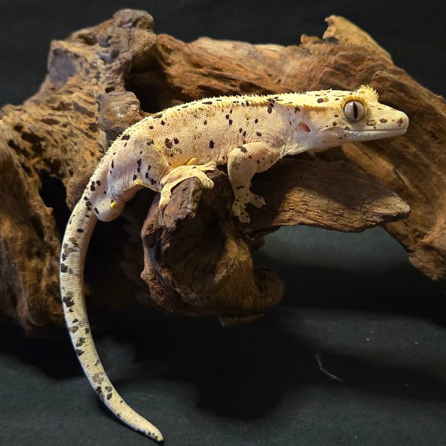 노멀 달마시안 슈퍼달마시안