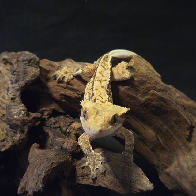 노멀 드리피 핀스트라이프