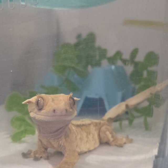 노멀 트라이 익스트림할리퀸 할리퀸