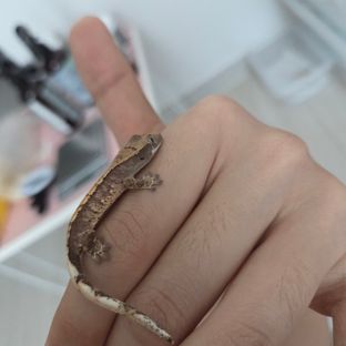 노멀 트라이