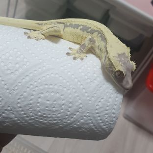 프라푸치노
