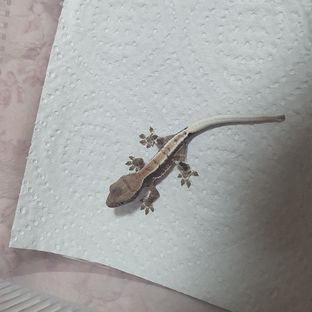 프라푸치노