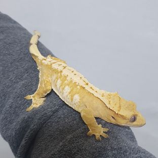 효녀