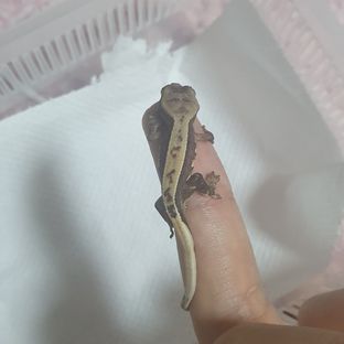 풀핀 노멀