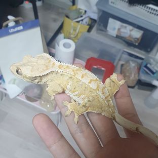 트라이