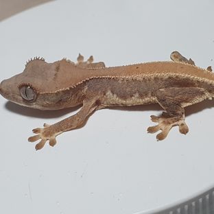 해칭개체
