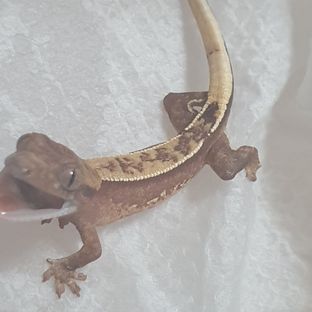 크림시클