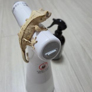 노멀 크림시클