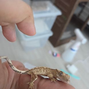 크림시클