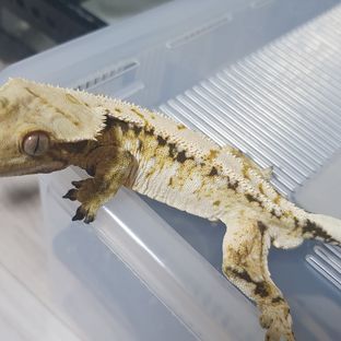 효자