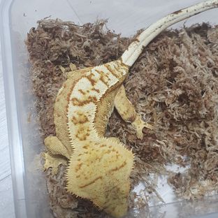 대두