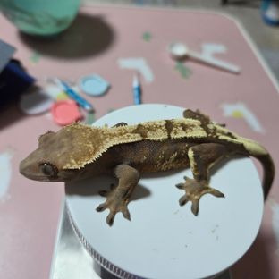 세이블 텐저린