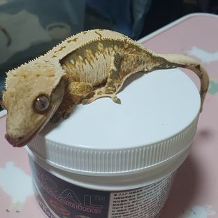 트라이 텐저린