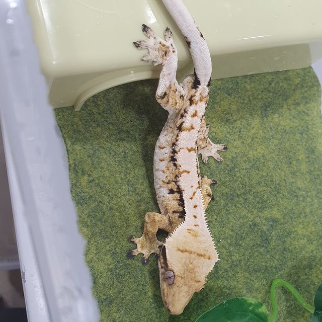 트라이