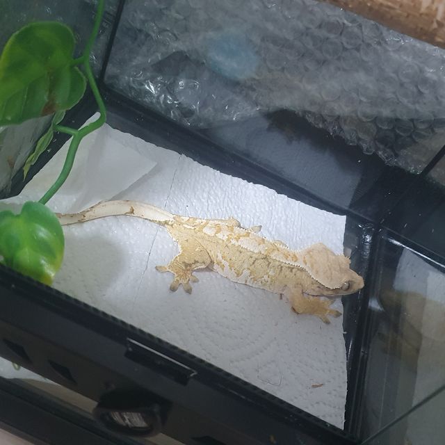 트라이