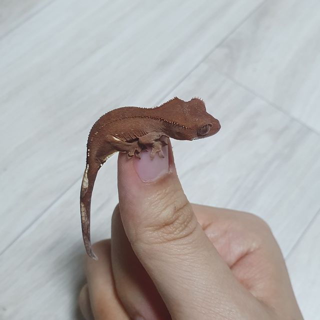 바이 레드