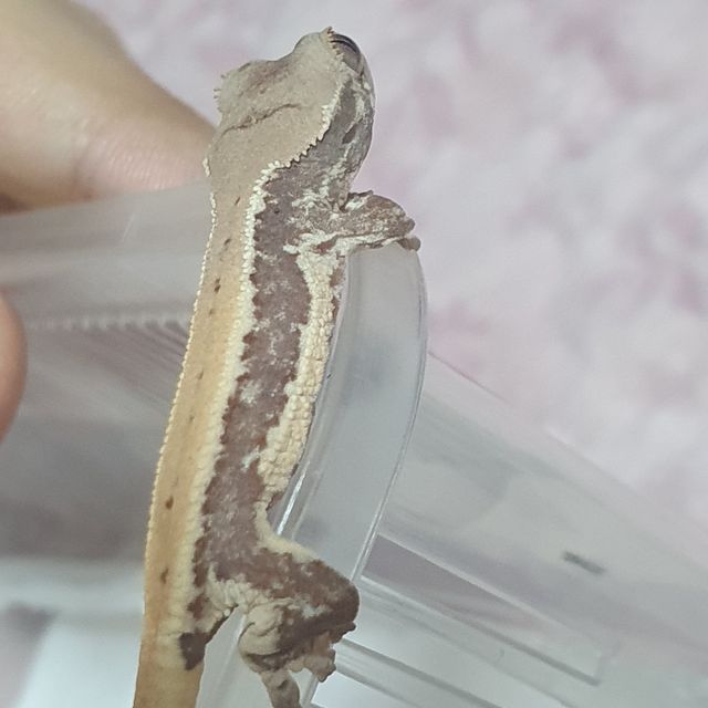 릴리화이트